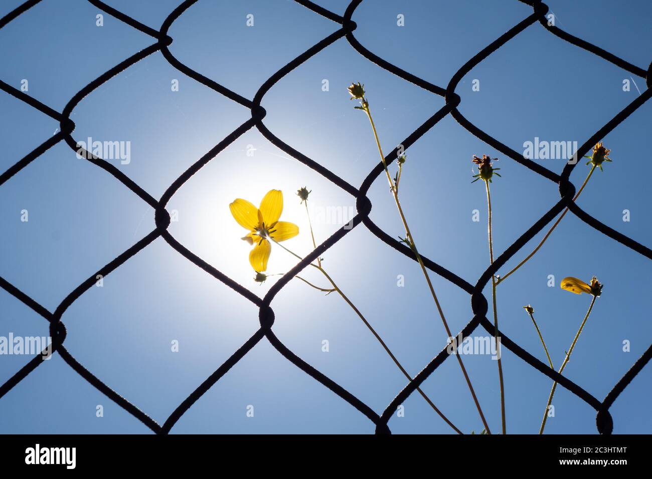 queste immagini sono un equilibrio di colore, forme, contrasti e semplicità. Adoro trovare questi elementi in natura combinati con forme geometriche Foto Stock