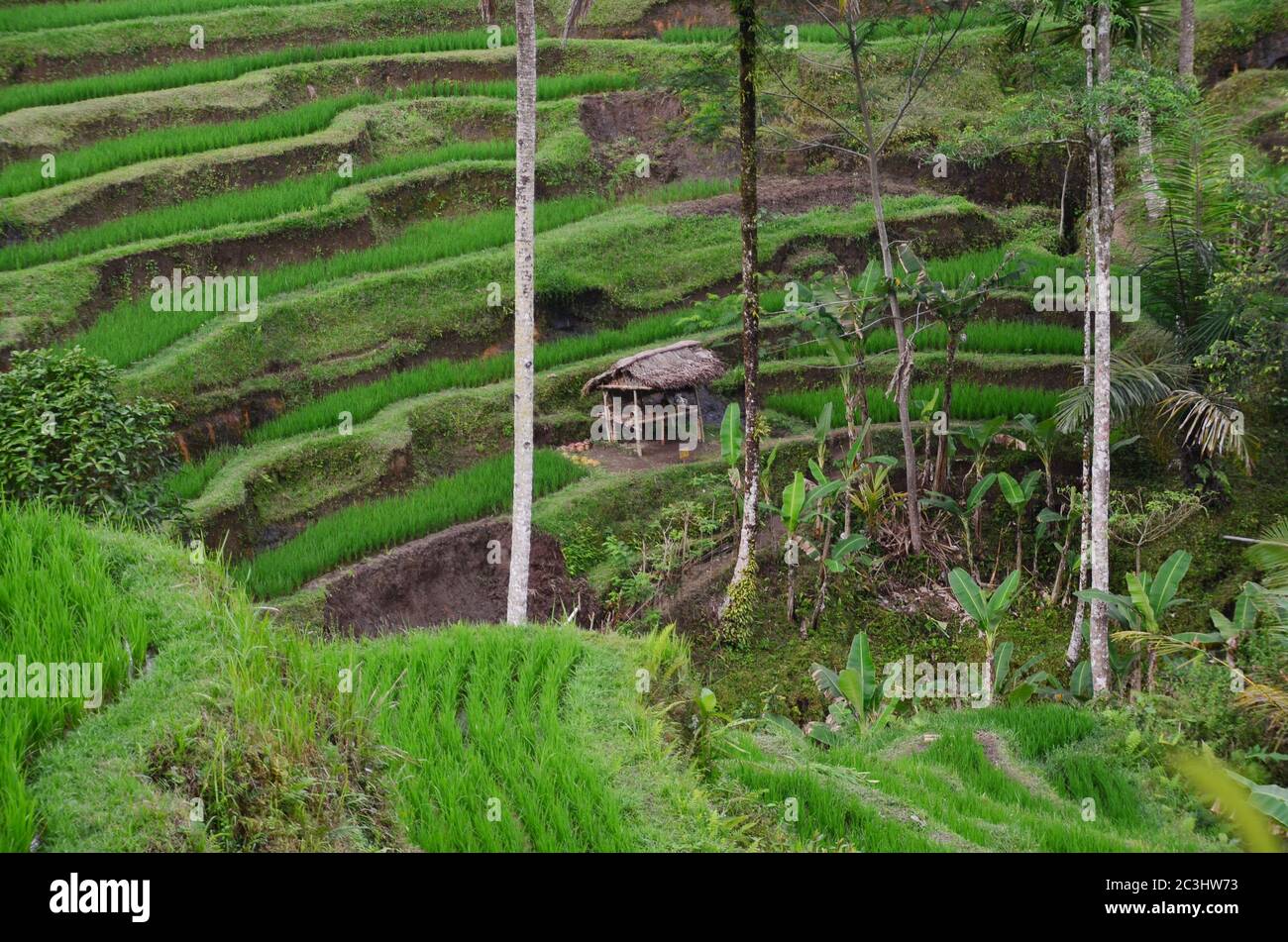 Le terrazze di riso Tegallalang a Ubud sono famose per le loro splendide scene di risaie e per il loro innovativo sistema di irrigazione Foto Stock