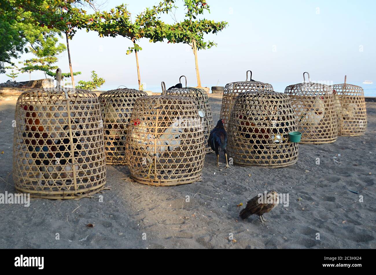 Pollo nella gabbia di bambù a Lovina Beach. Foto Stock