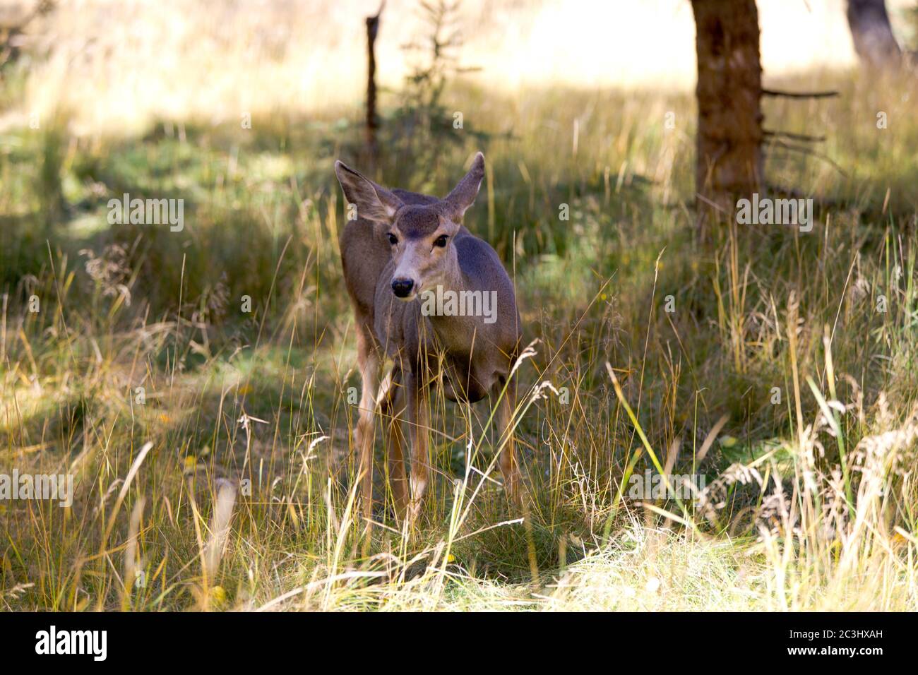 Un cervo in allerta nei territori di Yukon, Canada. Foto Stock