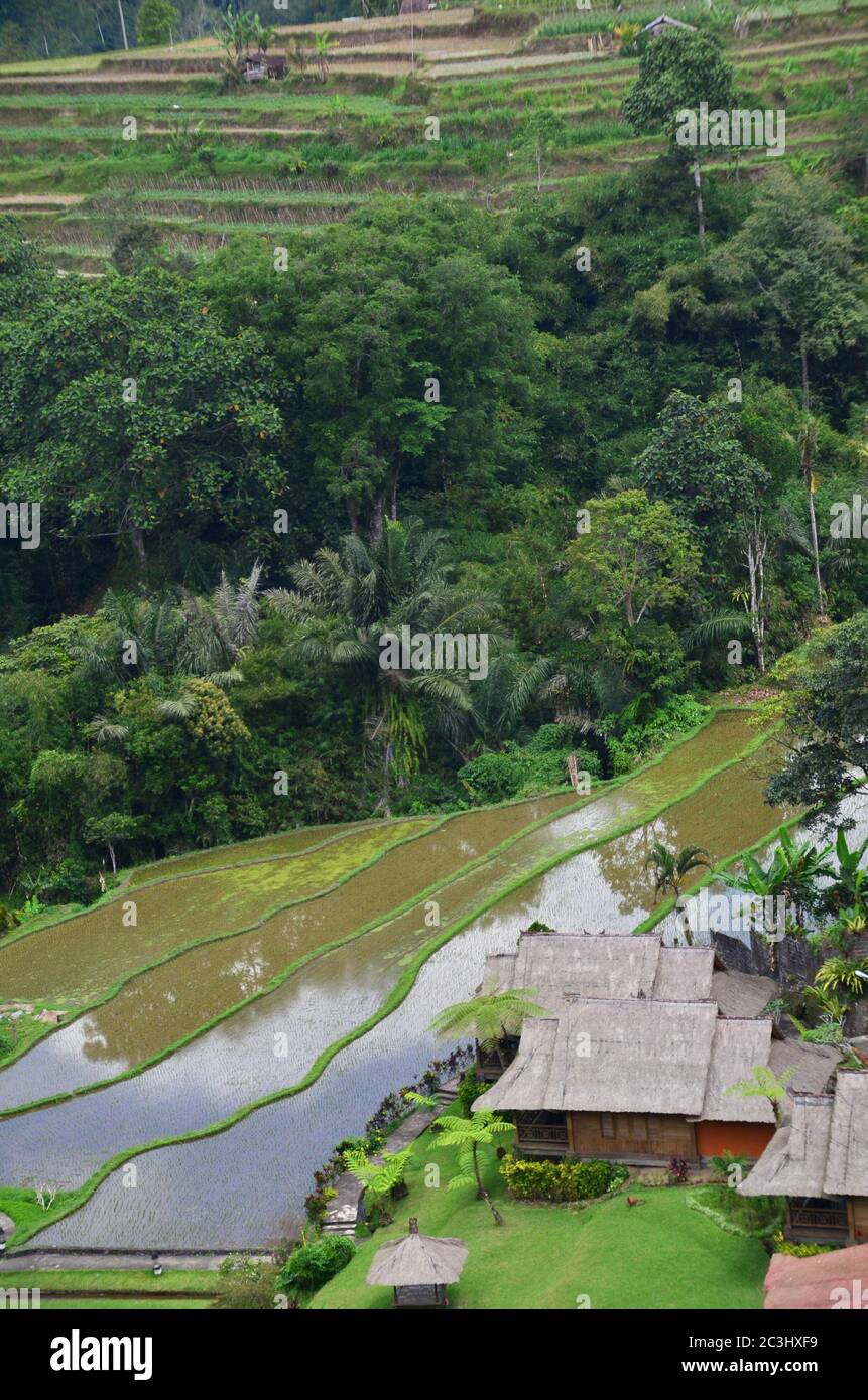 Le terrazze di riso Tegallalang a Ubud sono famose per le loro splendide scene di risaie e per il loro innovativo sistema di irrigazione Foto Stock