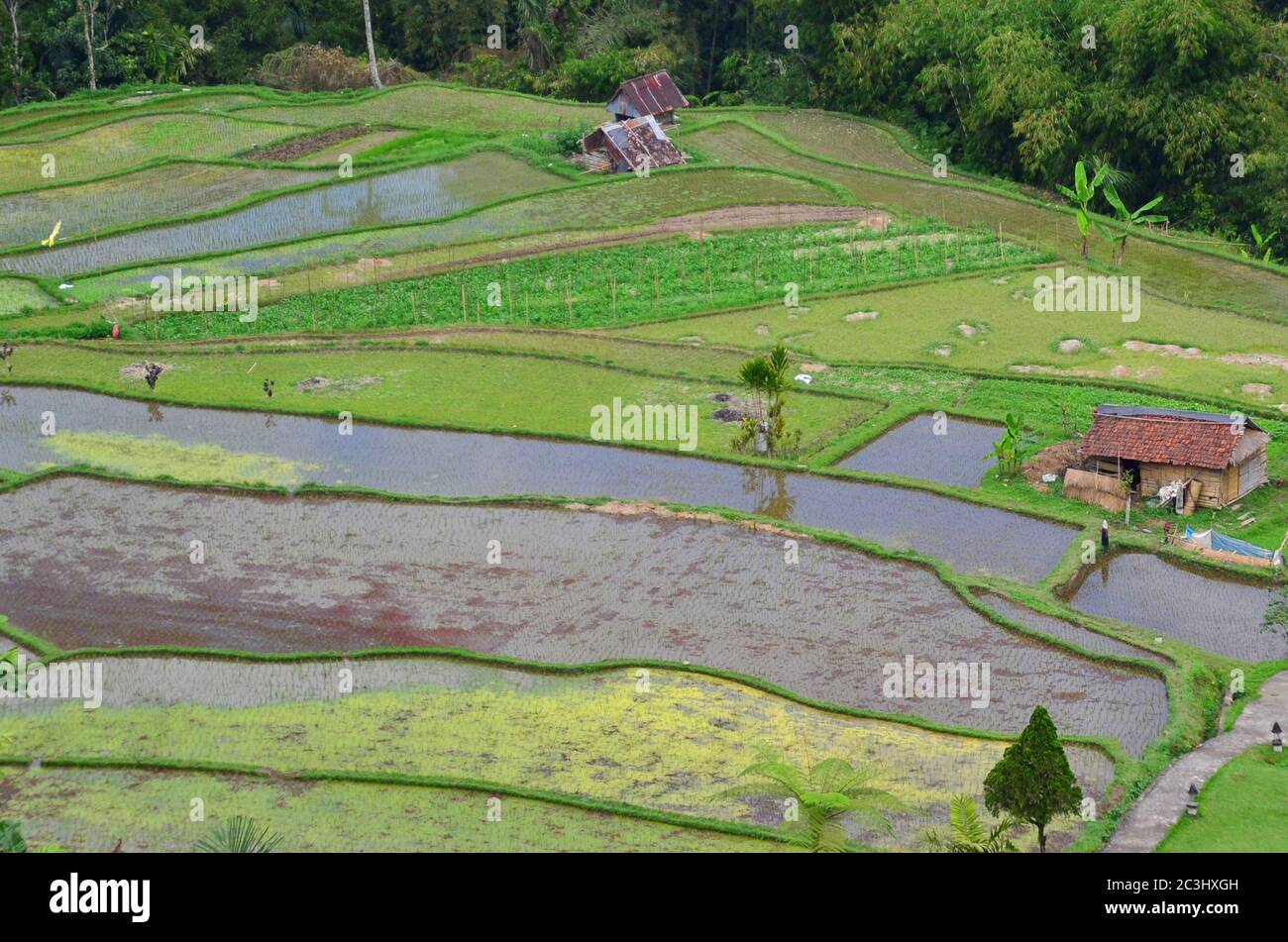 Le terrazze di riso Tegallalang a Ubud sono famose per le loro splendide scene di risaie e per il loro innovativo sistema di irrigazione Foto Stock