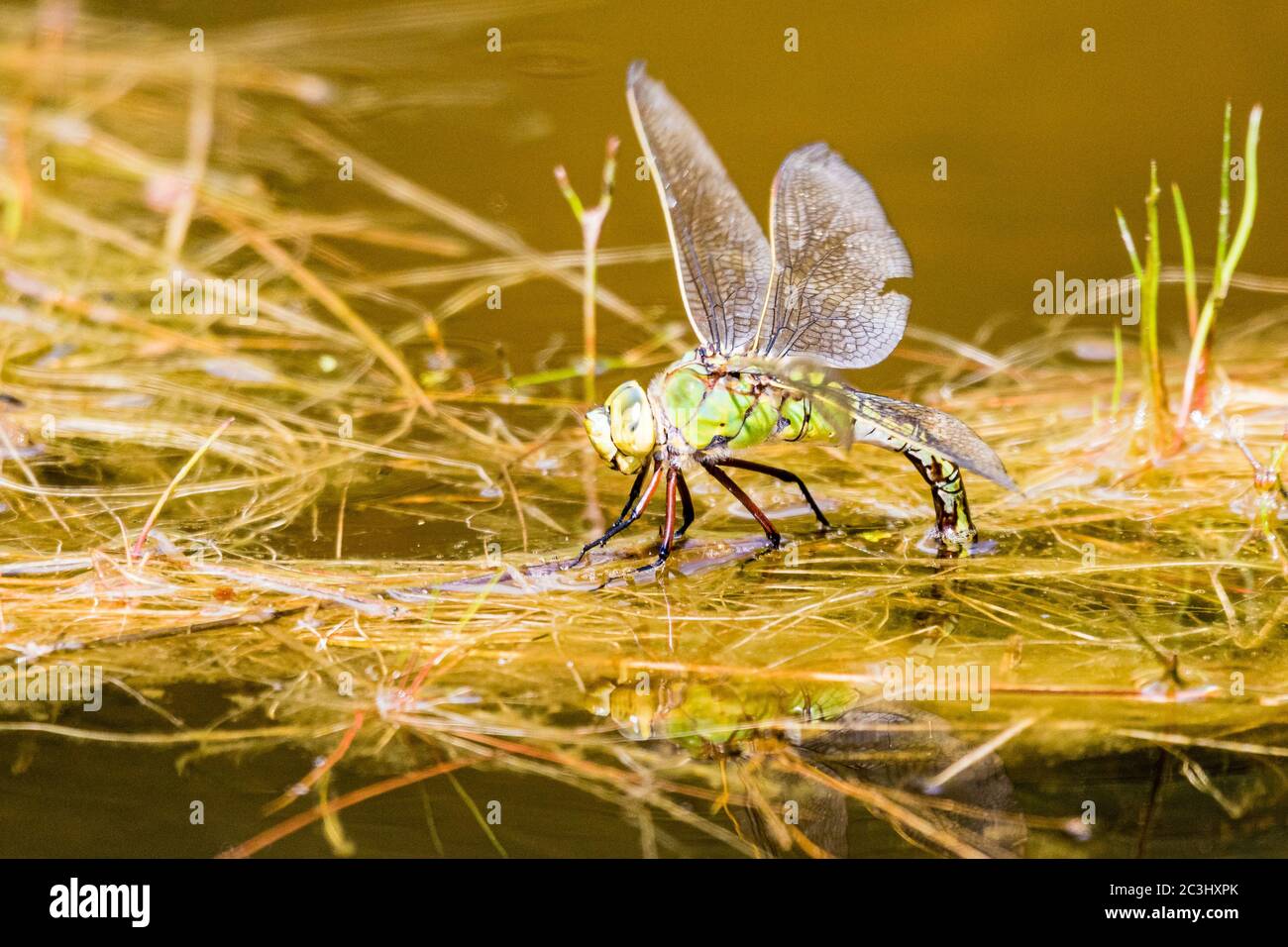 Aberystwyth, Ceredigion, Regno Unito. 20 Giugno 2020. REGNO UNITO. Una dragonfly femminile imperatore (Anas imperator) sta posando le sue uova in un laghetto di giardino. Le uova si schiudono e si sviluppano in ninfe che vivranno e caccieranno sott'acqua fino a quando non lasciano l'acqua salendo un gambo ed emergono come adulti lasciando un exuvia (caso) dietro. Il processo può richiedere fino a quattro anni. Credit: Phil Jones/Alamy Live News Foto Stock