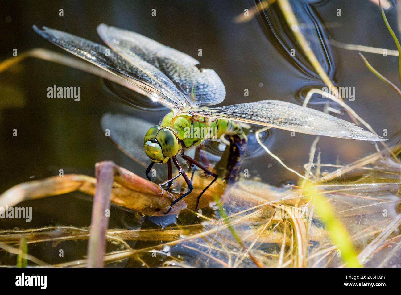 Aberystwyth, Ceredigion, Regno Unito. 20 Giugno 2020. REGNO UNITO. Una dragonfly femminile imperatore (Anas imperator) sta posando le sue uova in un laghetto di giardino. Le uova si schiudono e si sviluppano in ninfe che vivranno e caccieranno sott'acqua fino a quando non lasciano l'acqua salendo un gambo ed emergono come adulti lasciando un exuvia (caso) dietro. Il processo può richiedere fino a quattro anni. Credit: Phil Jones/Alamy Live News Foto Stock