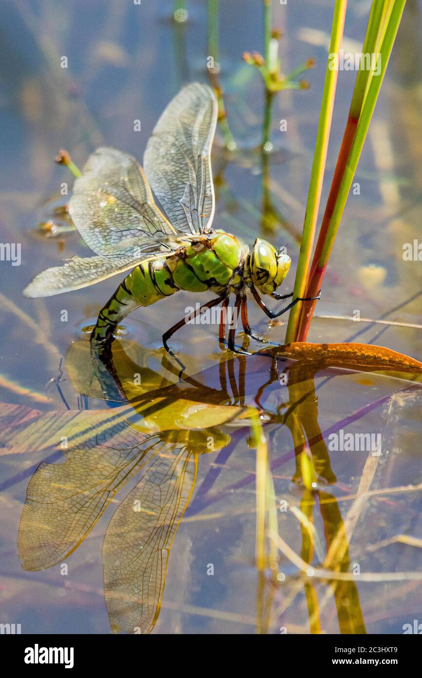 Aberystwyth, Ceredigion, Regno Unito. 20 Giugno 2020. REGNO UNITO. Una dragonfly femminile imperatore (Anas imperator) sta posando le sue uova in un laghetto di giardino. Le uova si schiudono e si sviluppano in ninfe che vivranno e caccieranno sott'acqua fino a quando non lasciano l'acqua salendo un gambo ed emergono come adulti lasciando un exuvia (caso) dietro. Il processo può richiedere fino a quattro anni. Credit: Phil Jones/Alamy Live News Foto Stock
