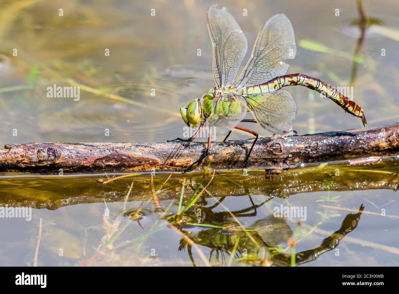 Aberystwyth, Ceredigion, Regno Unito. 20 Giugno 2020. REGNO UNITO. Una dragonfly femminile imperatore (Anas imperator) sta posando le sue uova in un laghetto di giardino. Le uova si schiudono e si sviluppano in ninfe che vivranno e caccieranno sott'acqua fino a quando non lasciano l'acqua salendo un gambo ed emergono come adulti lasciando un exuvia (caso) dietro. Il processo può richiedere fino a quattro anni. Credit: Phil Jones/Alamy Live News Foto Stock