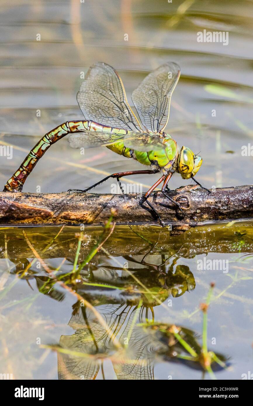 Aberystwyth, Ceredigion, Regno Unito. 20 Giugno 2020. REGNO UNITO. Una dragonfly femminile imperatore (Anas imperator) sta posando le sue uova in un laghetto di giardino. Le uova si schiudono e si sviluppano in ninfe che vivranno e caccieranno sott'acqua fino a quando non lasciano l'acqua salendo un gambo ed emergono come adulti lasciando un exuvia (caso) dietro. Il processo può richiedere fino a quattro anni. Credit: Phil Jones/Alamy Live News Foto Stock