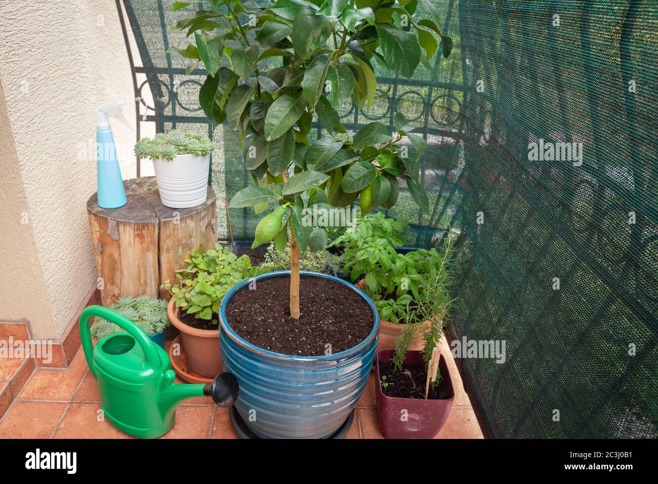 giardino di erbe e fiori costruito su terrazza o balcone Foto Stock