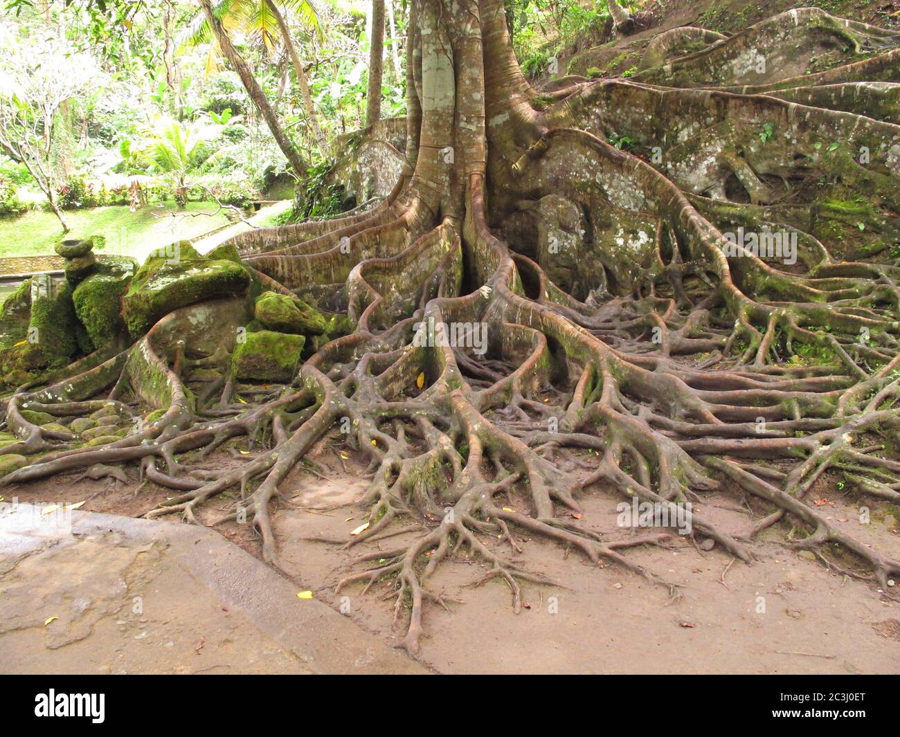 L'albero ha radici lunghe e larghe che aderiscono alla roccia nella foresta pluviale tropicale di Bali, Indonesia. Foto Stock