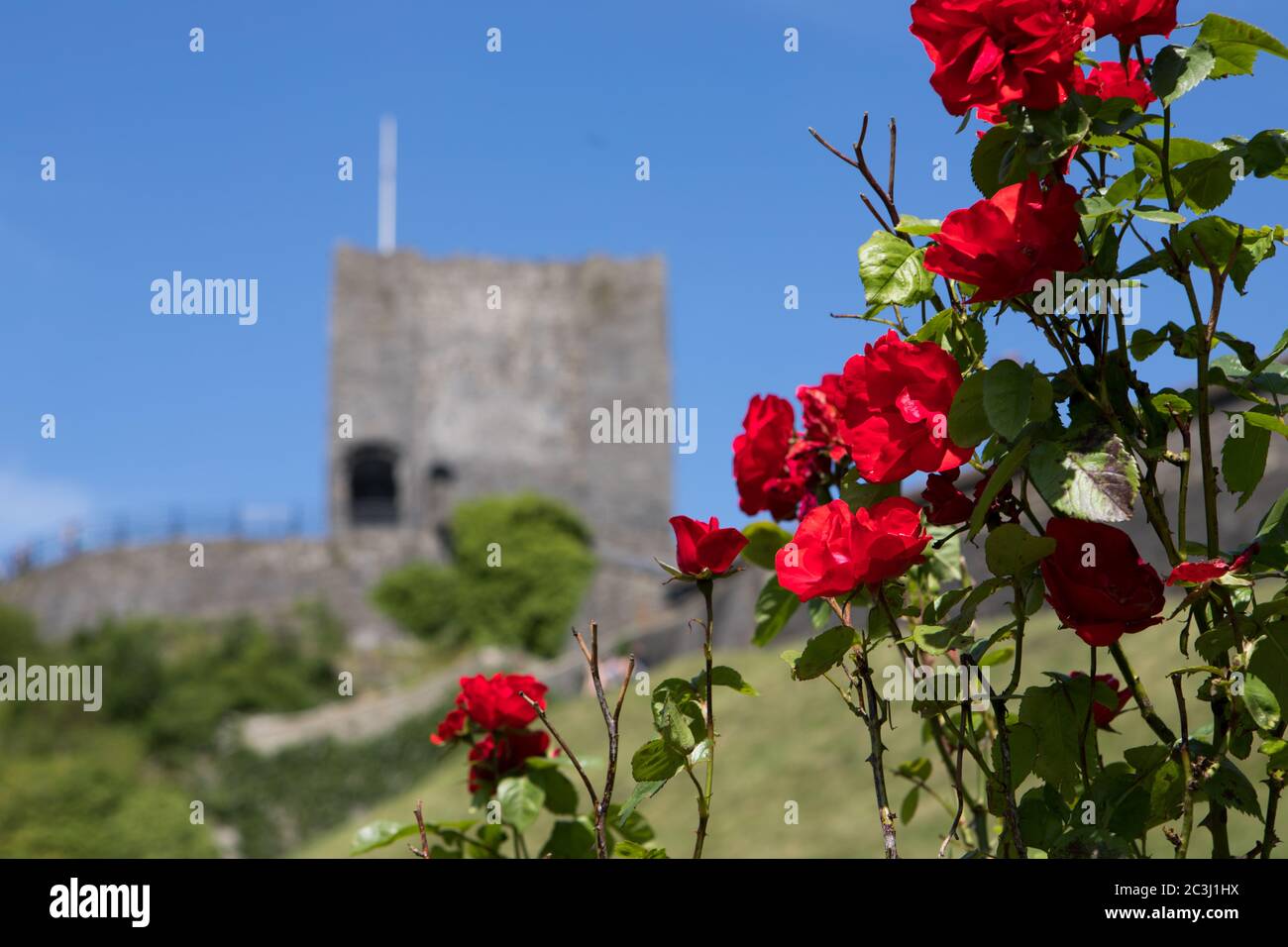 Rose rosse e luminose con castello Clitheroe sullo sfondo. Parco della valle di Ribble Foto Stock