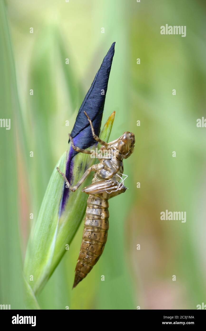 Southern Hawker Dragonfly (Aeshna cyanea) pelle di ninfa vuota dopo che l'adulto è emerso - mostrando il sistema respiratorio scartato (corde bianche) Foto Stock