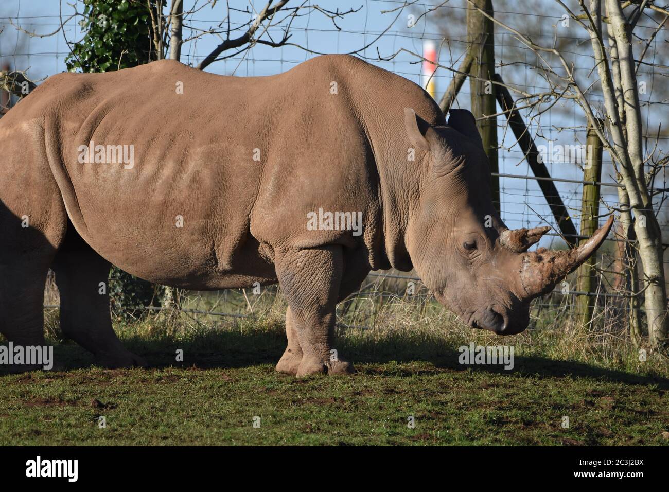 Un grande Rhino bianco in una fattoria Zoo a Bristol, Regno Unito Foto Stock