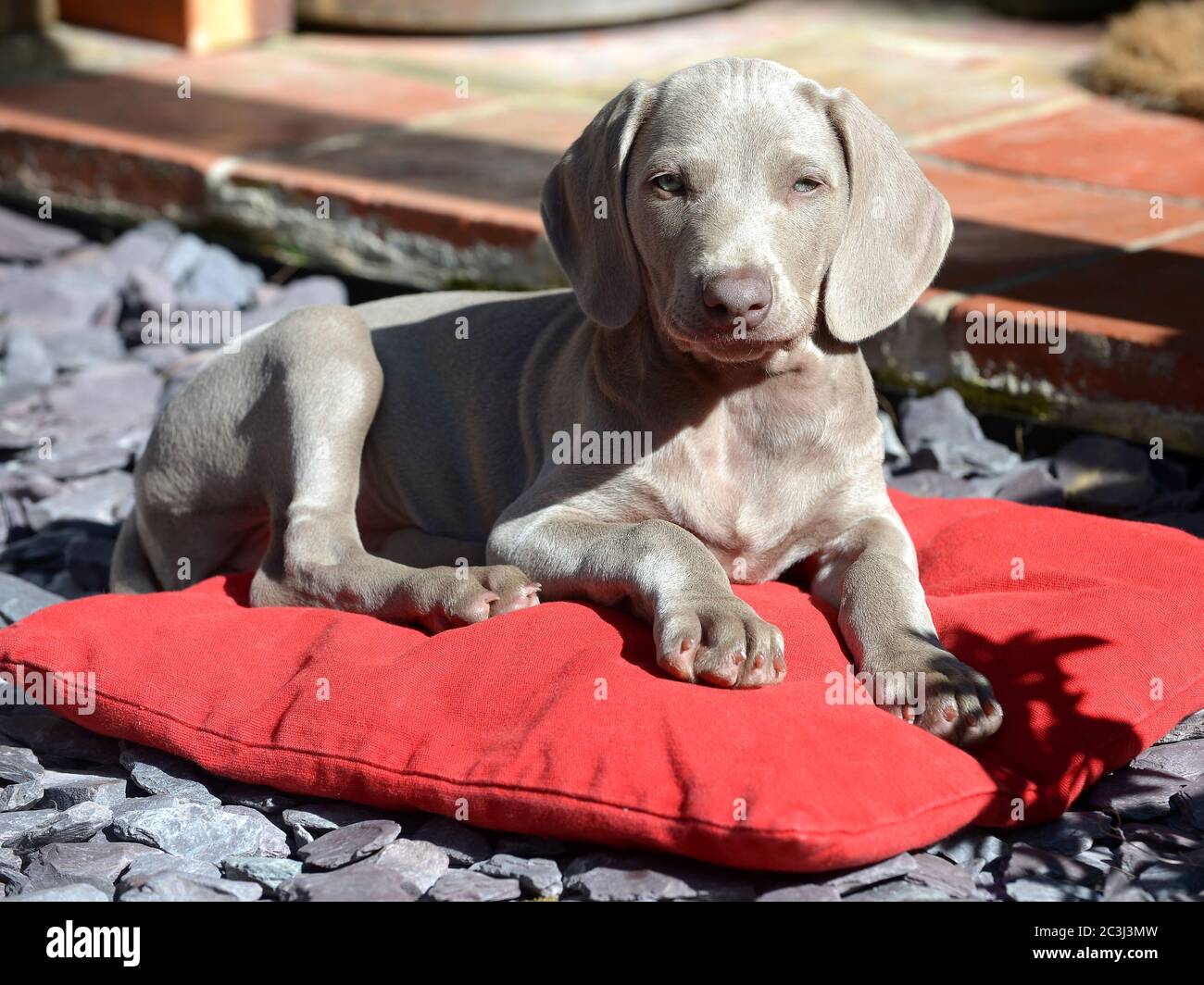 Carino cucciolo Weimaraner che si stesa su cuscino rosso Foto Stock