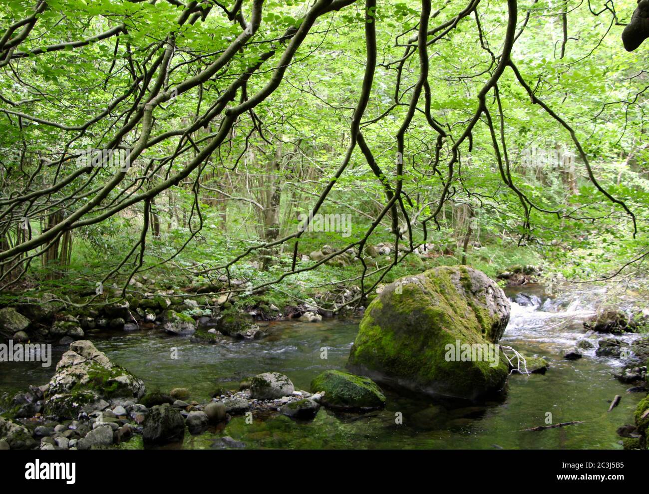 Vista dei massi ricoperti di muschio nel fiume Ason, veloce fiume di montagna, mentre sulla strada turistica per la cascata e la sorgente del fiume Foto Stock