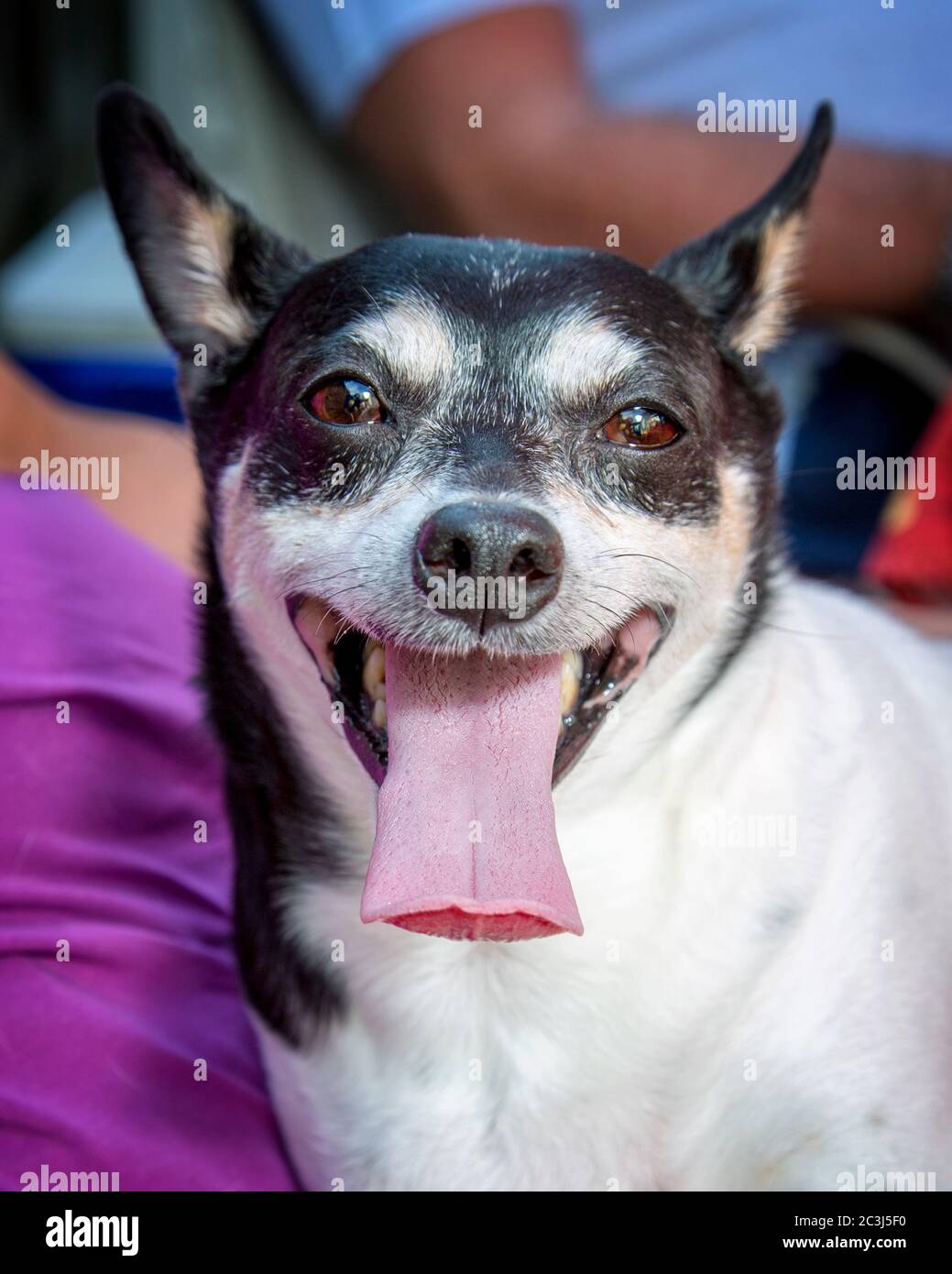 Ritratto di un piccolo cane Terrier mix con la sua lingua che si stacca Foto Stock