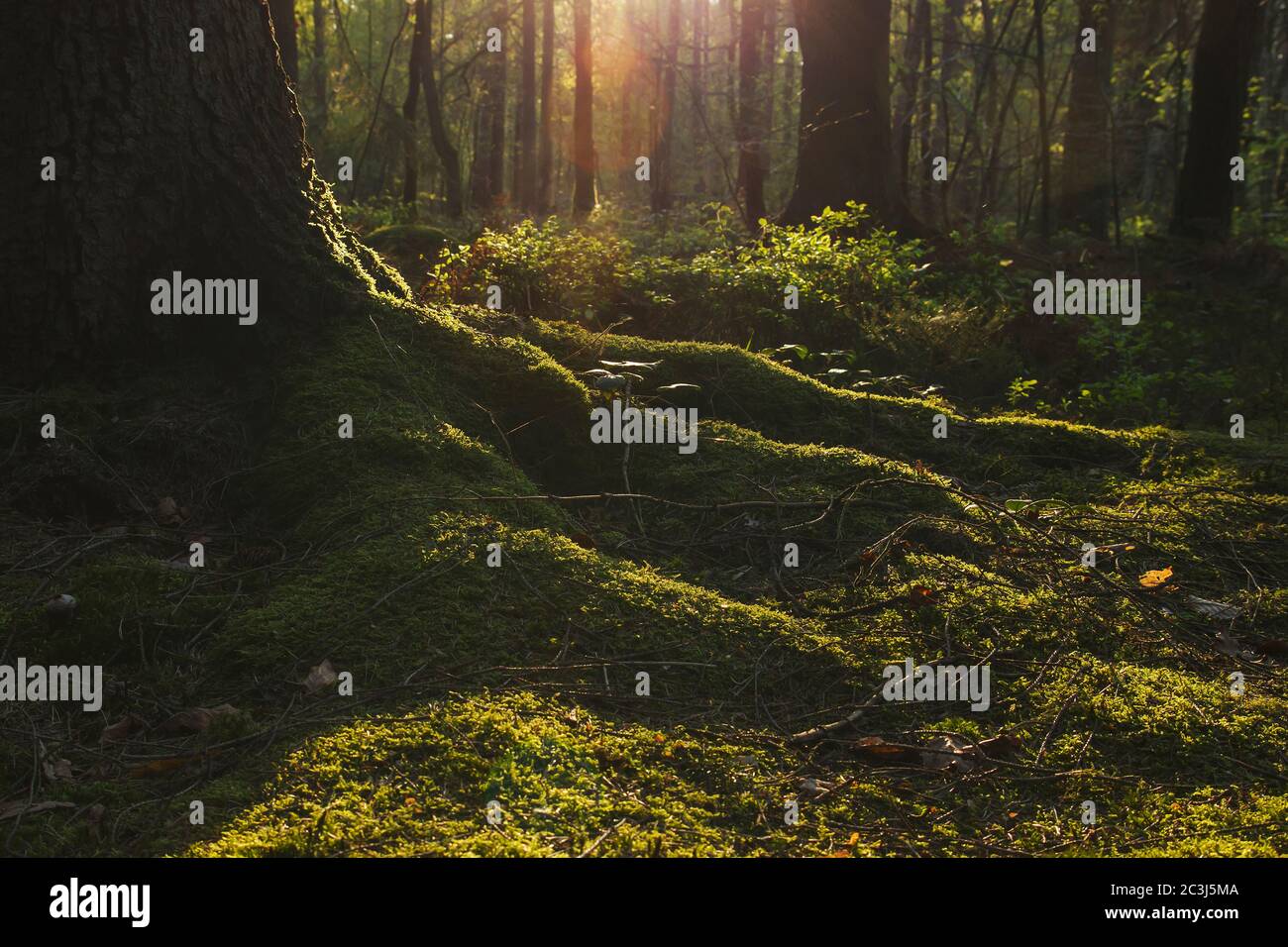 Dettaglio di piede di albero in una foresta verde Foto Stock