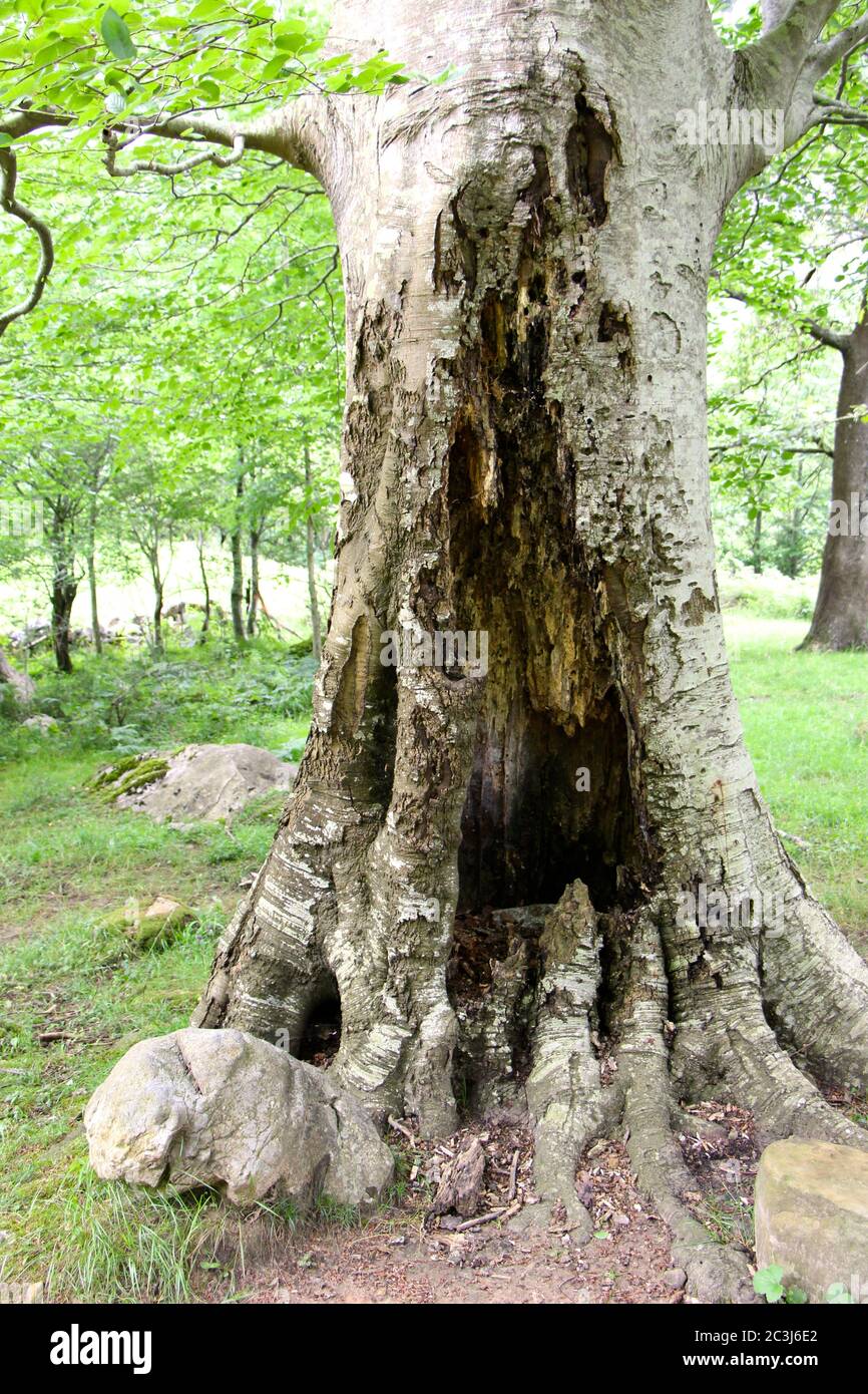 Tronco di albero marcio con l'albero ancora vivo circondato da Fogliame Cantabria Spagna Foto Stock