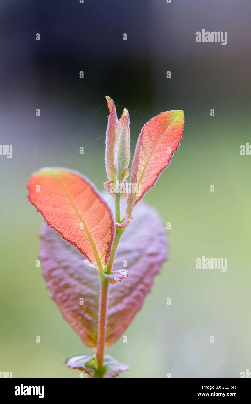 Comune Alder crescente punta con foglie fresche con bello sfondo morbido fuoco Foto Stock