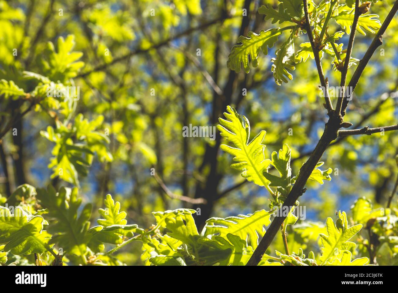 Quercia albero verde primavera fogliame Foto Stock