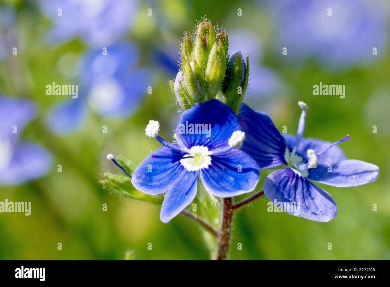 Germander Speedwell (veronica chamaedrys), primo piano dei piccoli fiori blu. Foto Stock