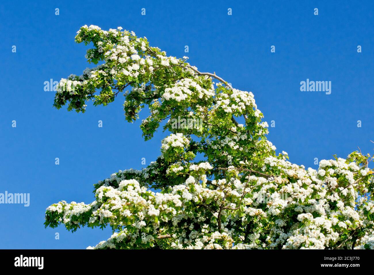 Biancospino (crataegus monogyna), conosciuto anche come albero di Maggio o Whitethorn, che mostra un ramo coperto di fiori bianchi, isolato contro un cielo blu senza nuvole. Foto Stock