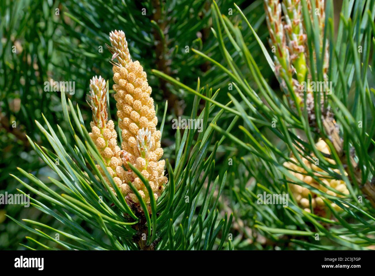 Pino scozzese (pinus sylvestris), primo piano dei fiori maschili completamente sviluppati alla fine di un ramo. Foto Stock