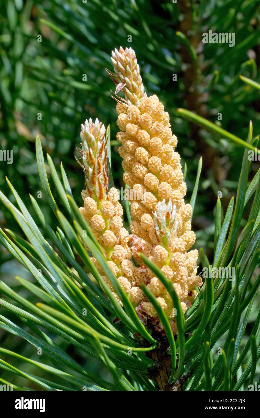 Pino scozzese (pinus sylvestris), primo piano dei fiori maschili completamente sviluppati alla fine di un ramo. Foto Stock