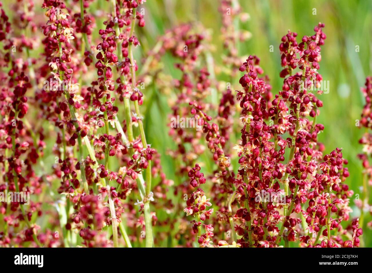 Fogli Sorrell (rumex acetosella), primo piano di un grappolo di una pianta in fiore simile al bacino. Foto Stock