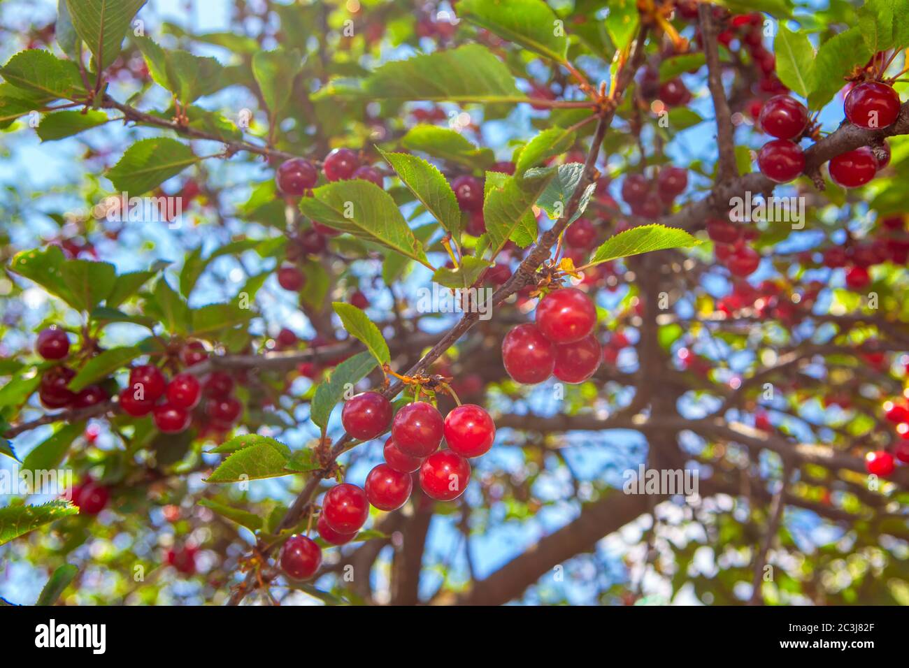 ciliegia matura , bacche rosse appesi ai rami Foto Stock