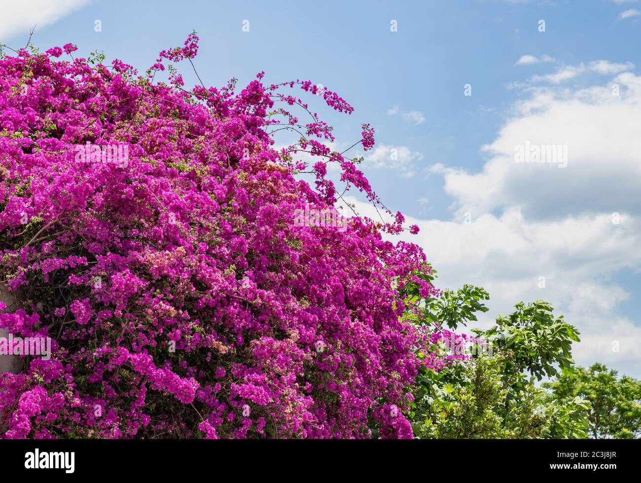 Rosa viola bougainvillea spectabilis fiorire. Pianta di vite tropicale spontata con foglie verdi. Bush, alberi, fiori in primavera. Blu scuro sk Foto Stock