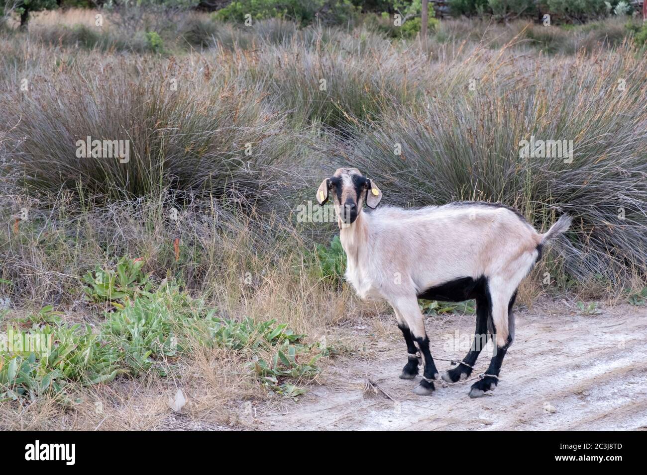 Capra bianca con le gambe legate e le etichette gialle sulle orecchie. Carino giovane mammifero guardando la macchina fotografica, da solo in campagna, sfondo della natura. Foto Stock