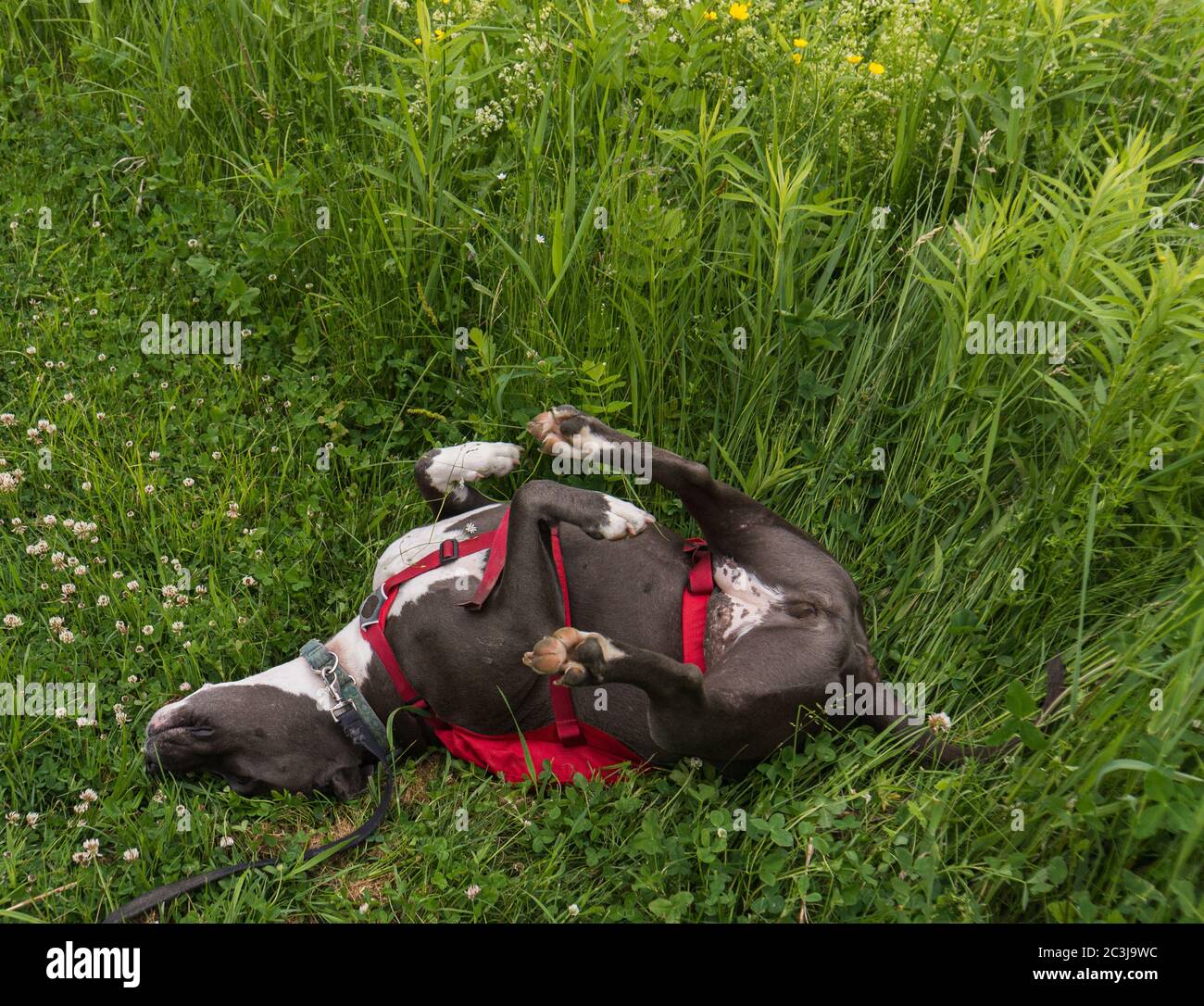 'ahhh, che si sente così bene ' grigio pitbull graffiando la schiena nel prato Foto Stock