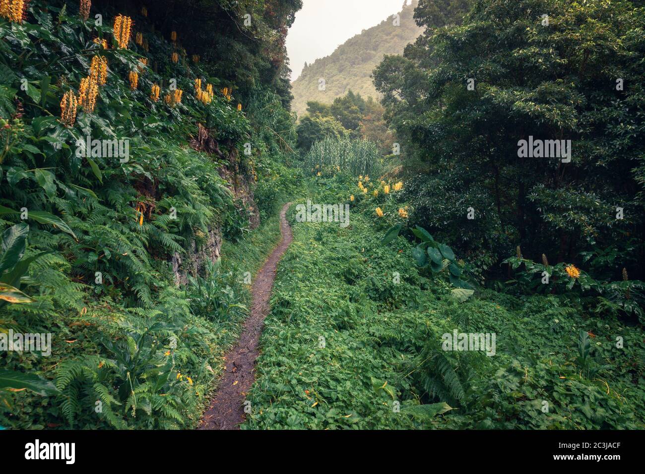 Percorso in foresta profonda a Sao Miguel, Isole Azzorre Foto Stock