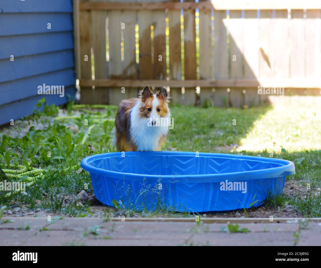 Un cucciolo con un'espressione triste che si trova accanto a una piscina per bambini fuori in un cortile recintato. Foto Stock