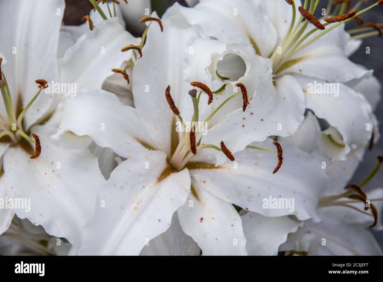 bella giglio fiorire con vigore Foto Stock