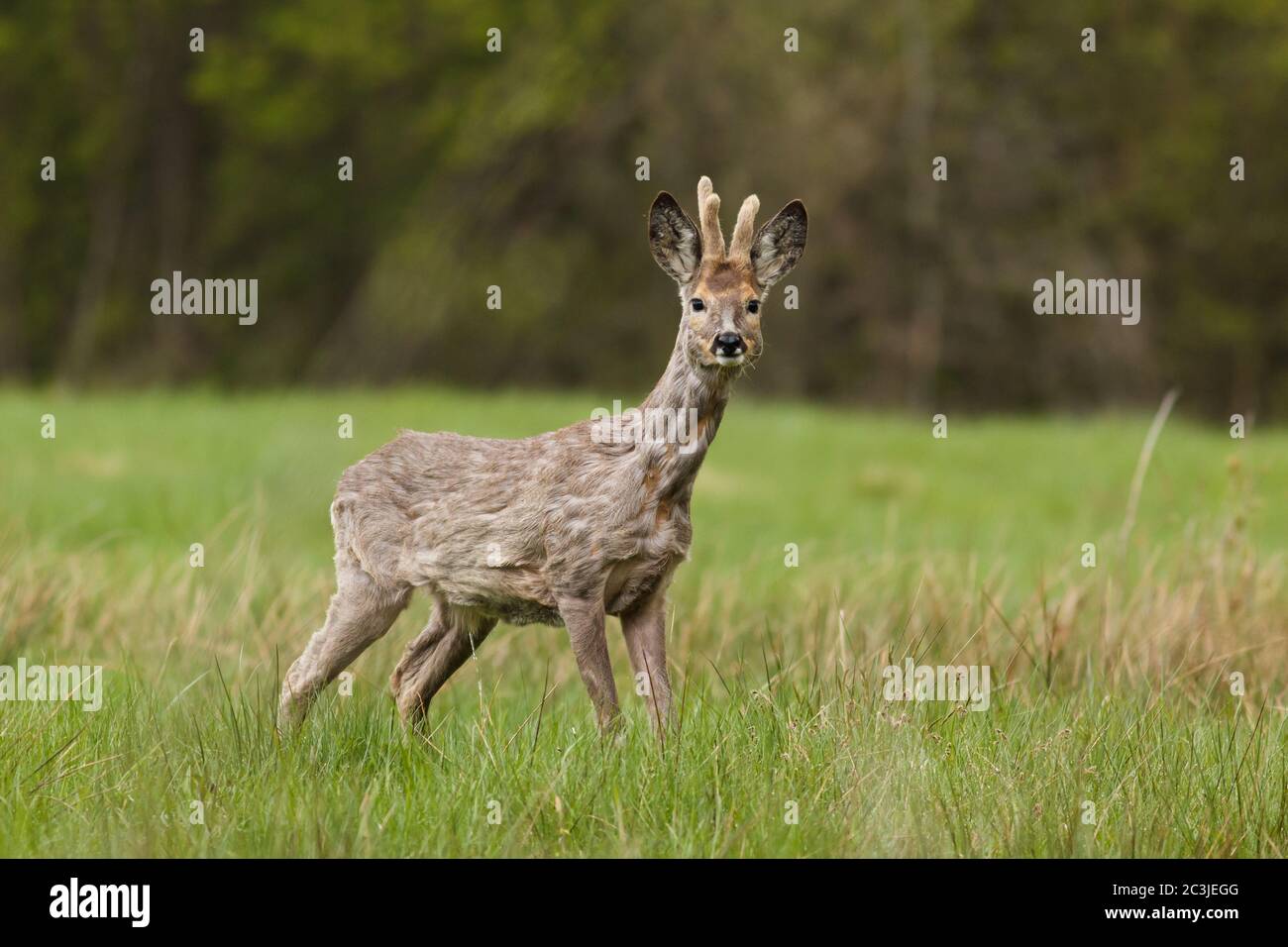 Capriolo capriolo, Capreolus capreolus, in piedi nel prato in pelliccia d'inverno con le formiche nel arrosto. Foto Stock