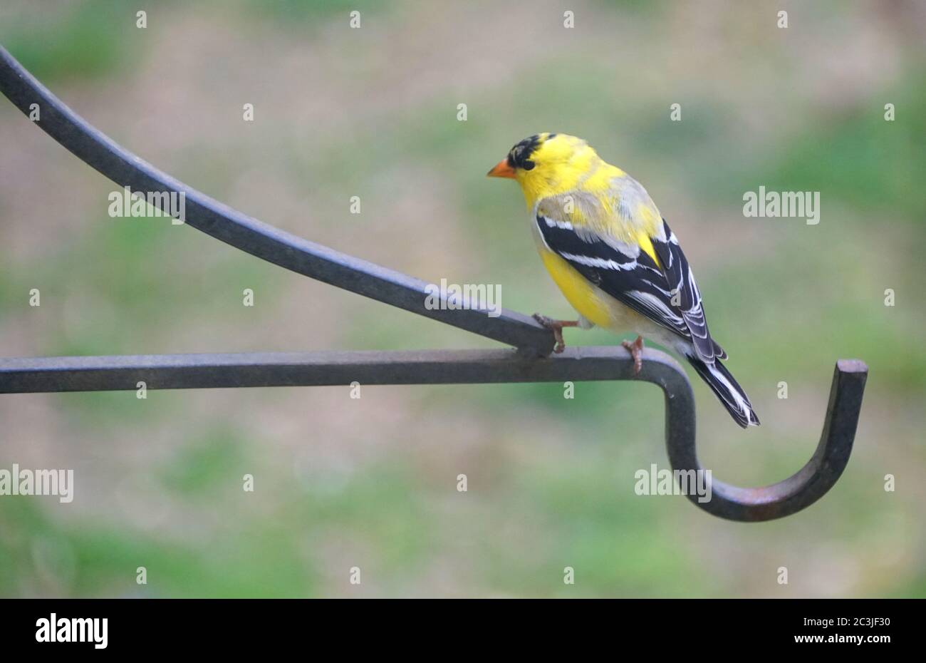 Un bel Goldfinch americano che si appollaiano sul palo di metallo Foto Stock