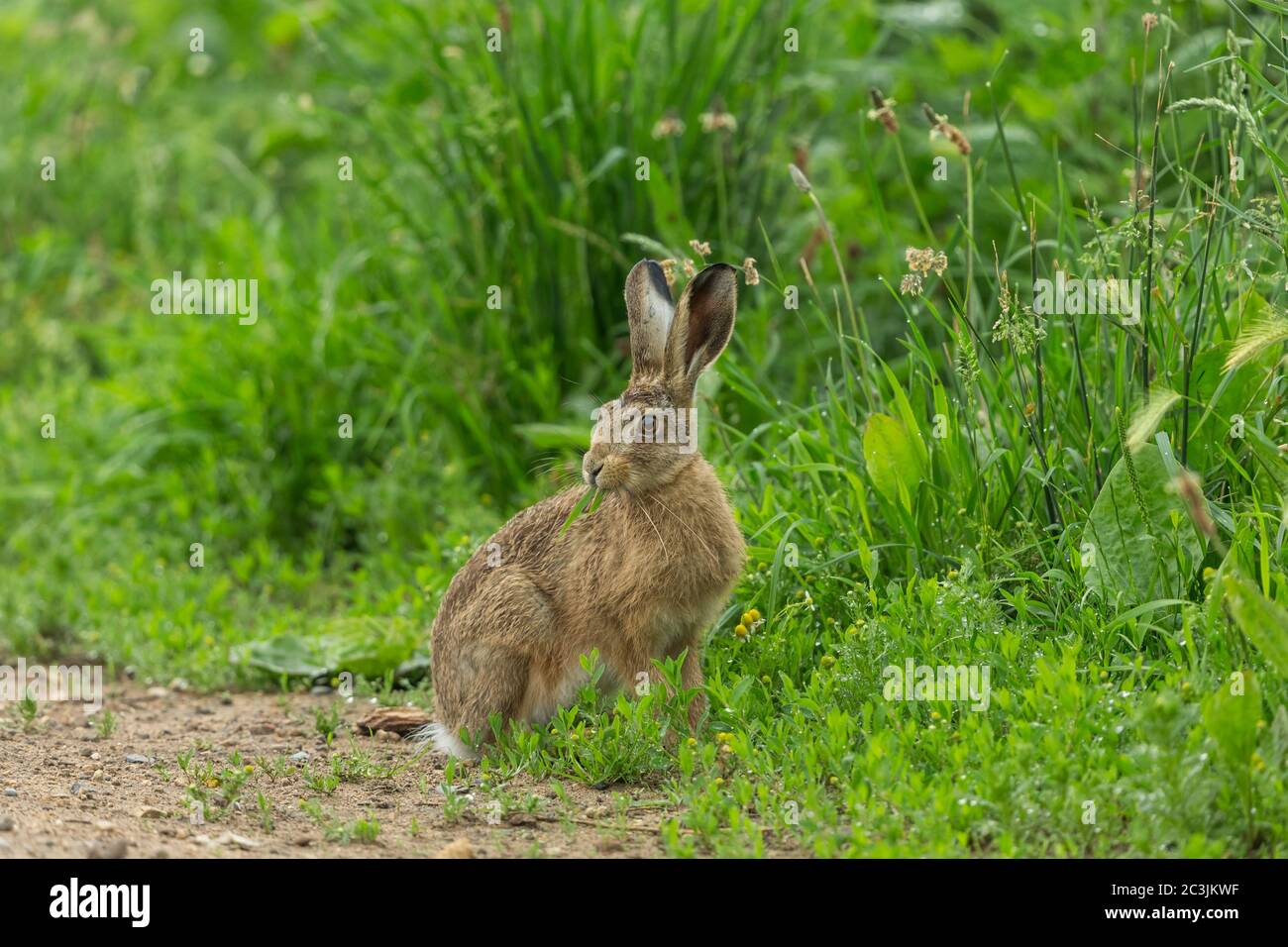 Grande lepre marrone (nome scientifico: Lepus Europaeus) sedette nella pioggia mangiando erba con gocce di pioggia sulla vegetazione. Rivolto in avanti. Primo piano.orizzontale Foto Stock