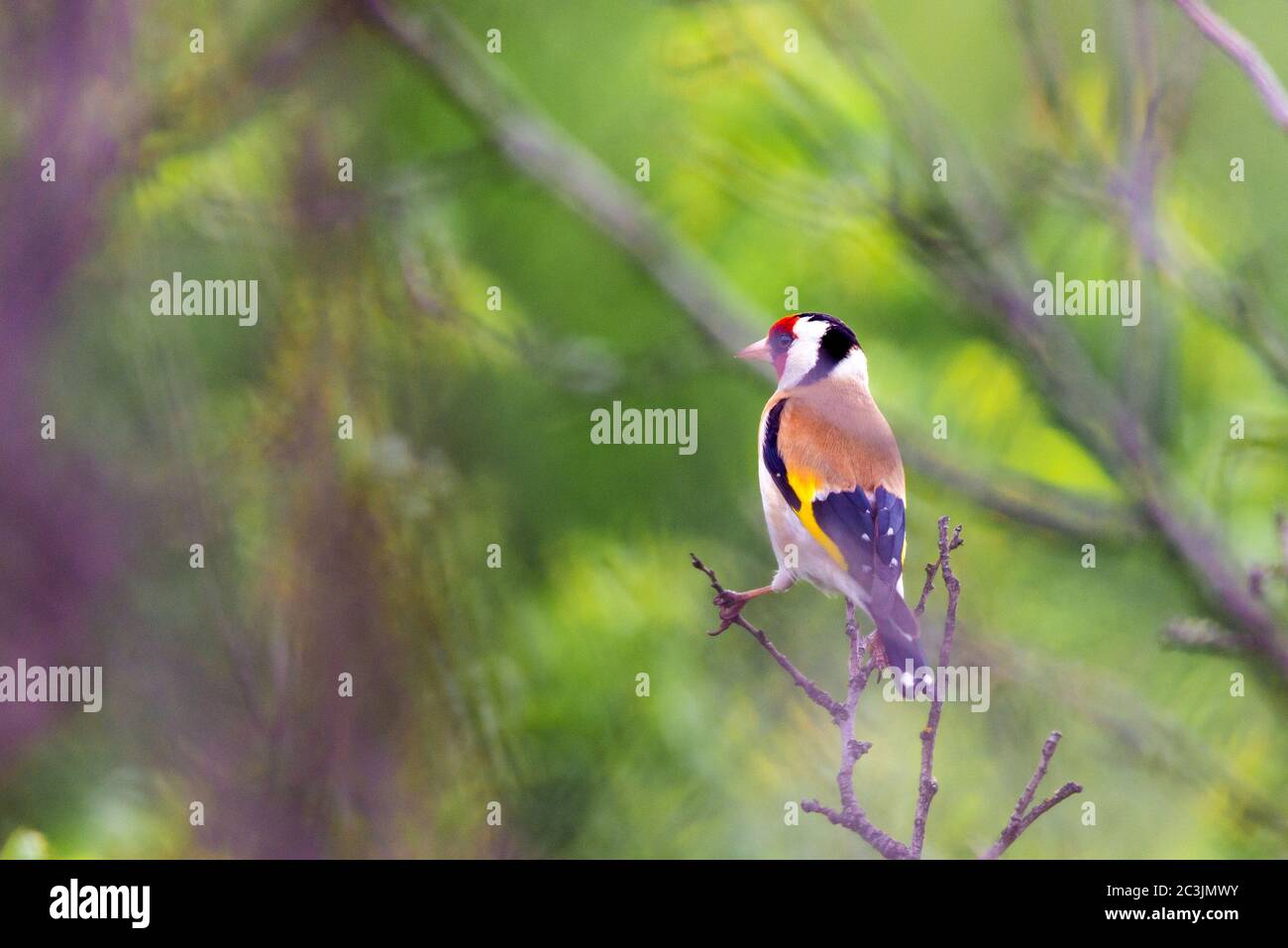 Unione cardellino Carduelis carduelis nella natura selvaggia. Foto Stock