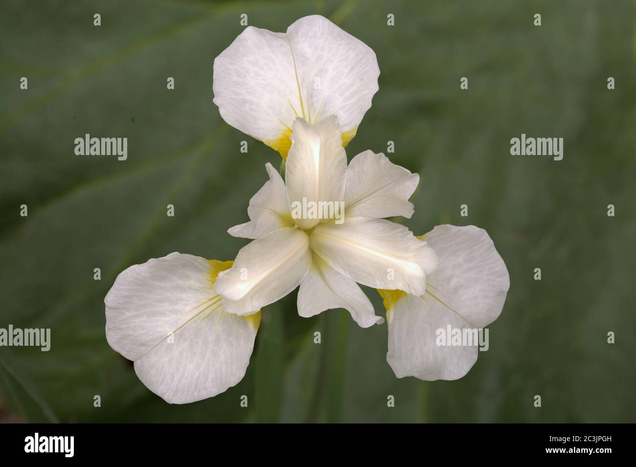 Bellezza in natura. Immagine closeup dell'iride siberiana (Iris sibirica) fiorente in primavera con delicati petali bianchi che si estendono verso l'esterno dal centro del fiore. Foto Stock