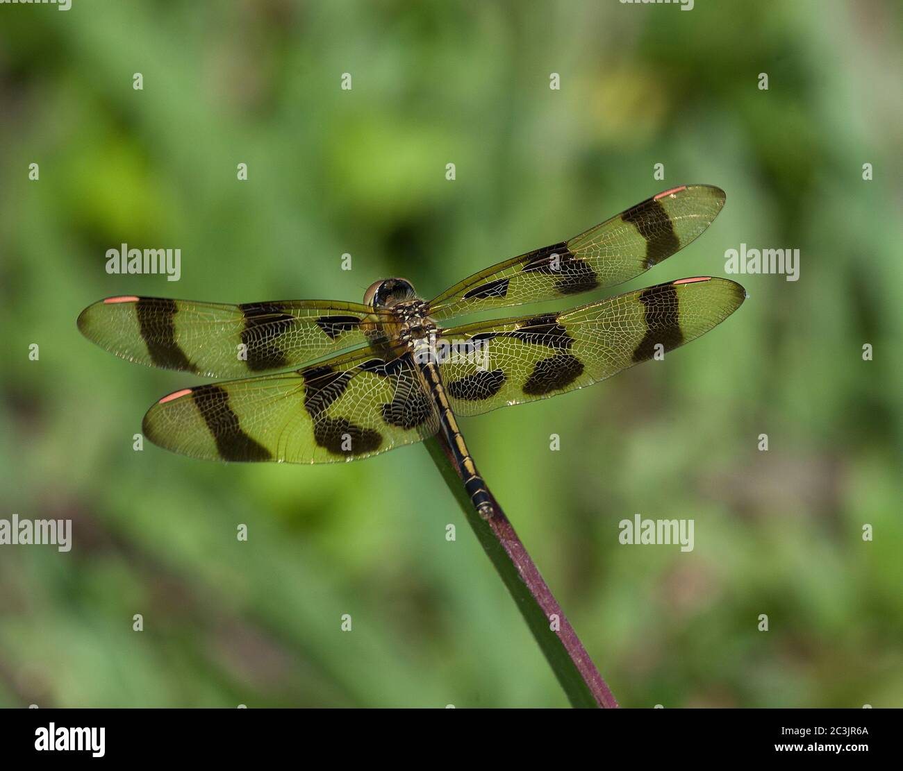 Halloween Pennant Libellula Foto Stock