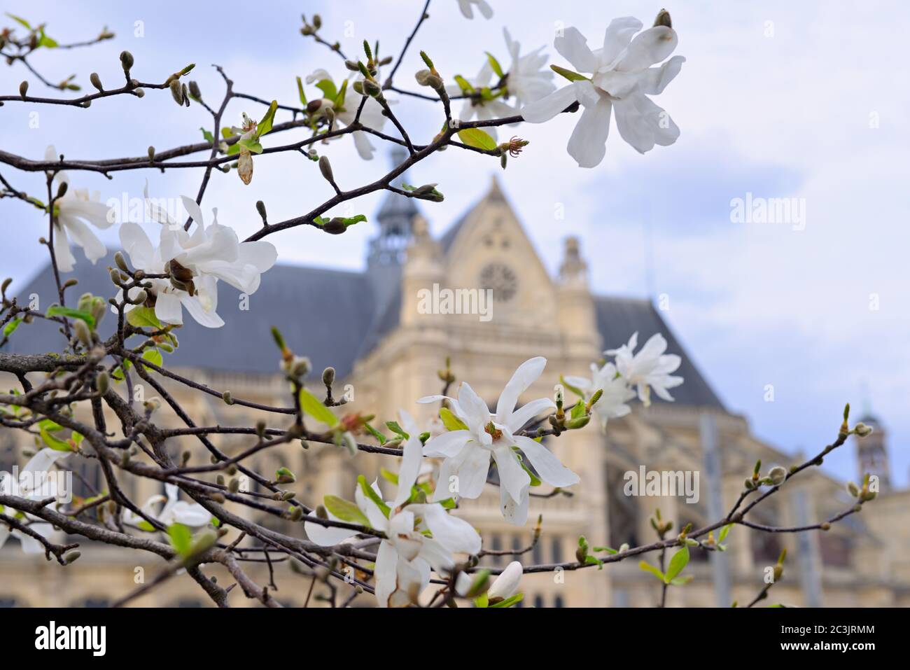 Bella magnolia fiori di fronte alla chiesa gotica di Saint Eustache, Parigi FR Foto Stock