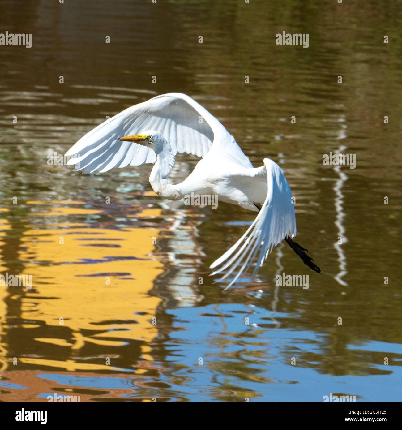 L'elegante Grande Egret. I grandi Egrets sono uccelli ondatori alti, a gambe lunghe con colli lunghi, curvati a S e lunghi. Foto Stock