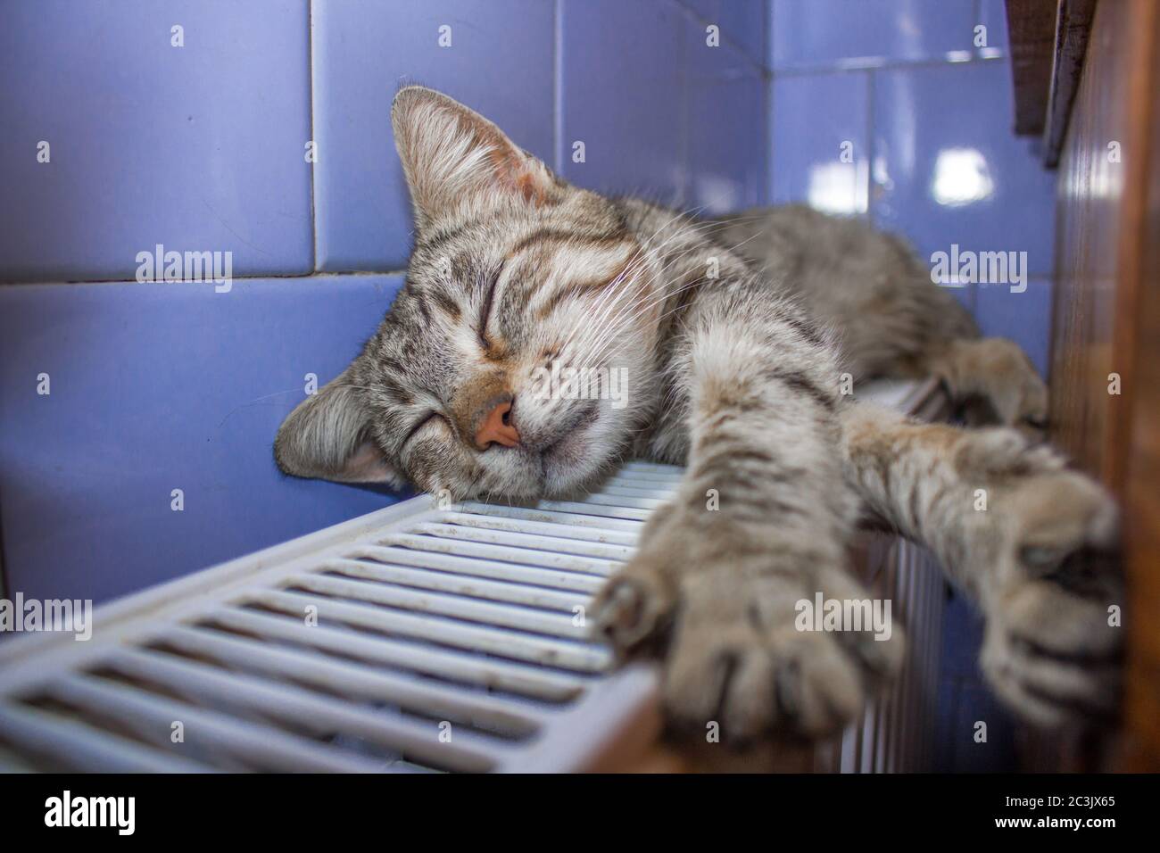 cat basato sulla batteria Foto Stock