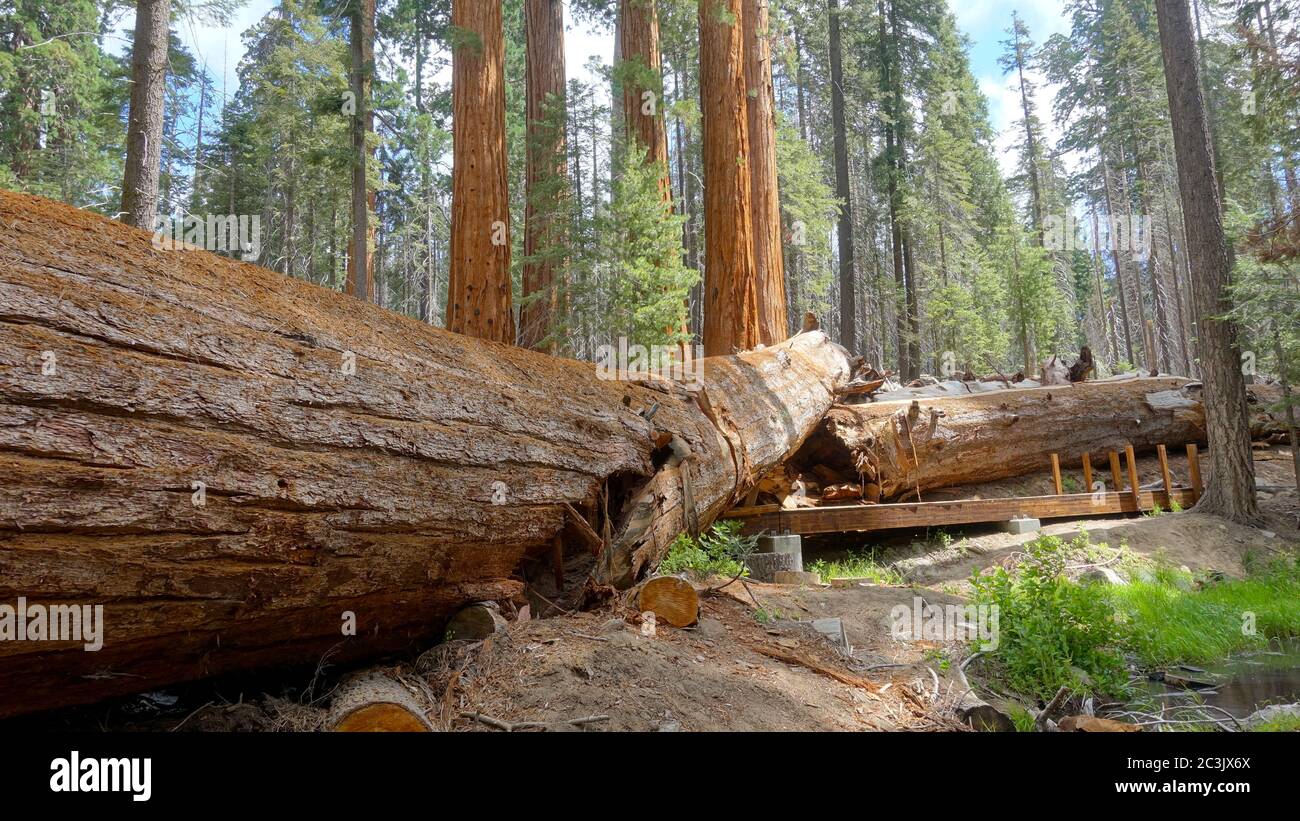 Un sentiero conduce oltre e sotto l'enorme tronco di una sequoia caduta al Trail of 100 Giants nella Sequoia National Forest Foto Stock