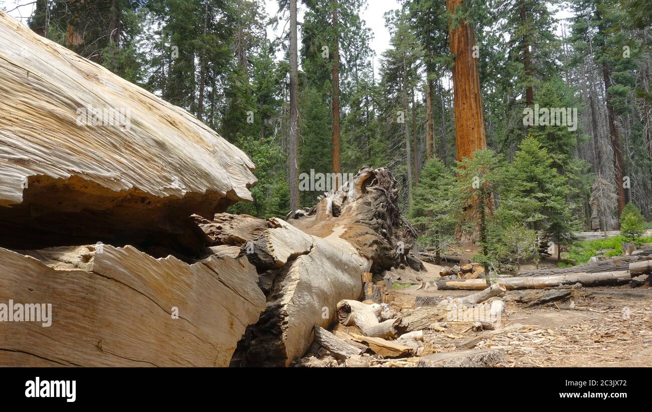 Albero di sequoie caduto al Trail of 100 Giganti nella Sequoia National Forest Foto Stock