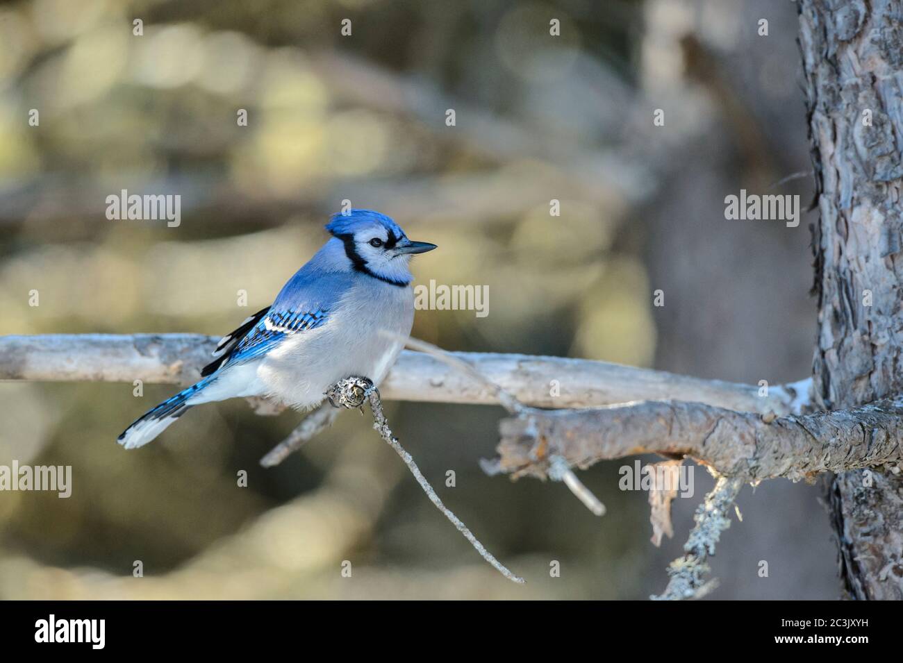 Blue jay (Cyanocitta cristata), Algonquin Provincial Park, Ontario, Canada Foto Stock