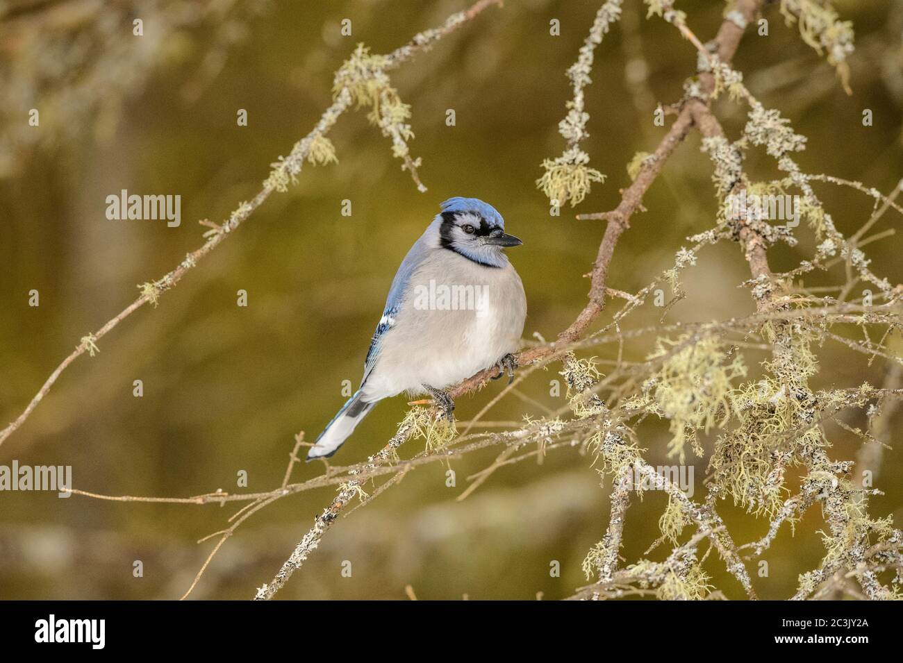 Blue jay (Cyanocitta cristata), Algonquin Provincial Park, Ontario, Canada Foto Stock