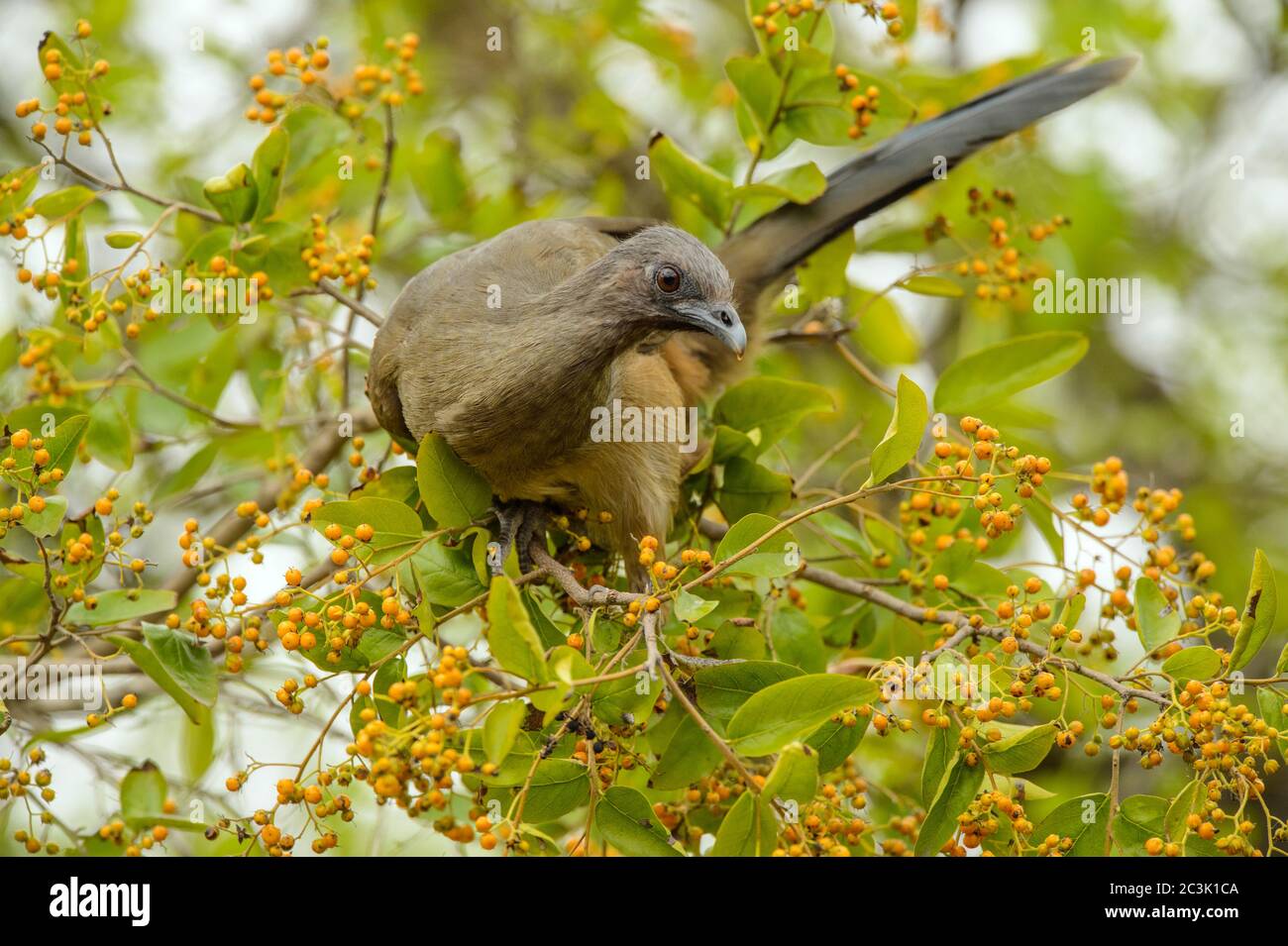 Plain chachalaca (Ortalis vetula), Quinta Mazatlan, McAllen, Texas, Stati Uniti d'America Foto Stock
