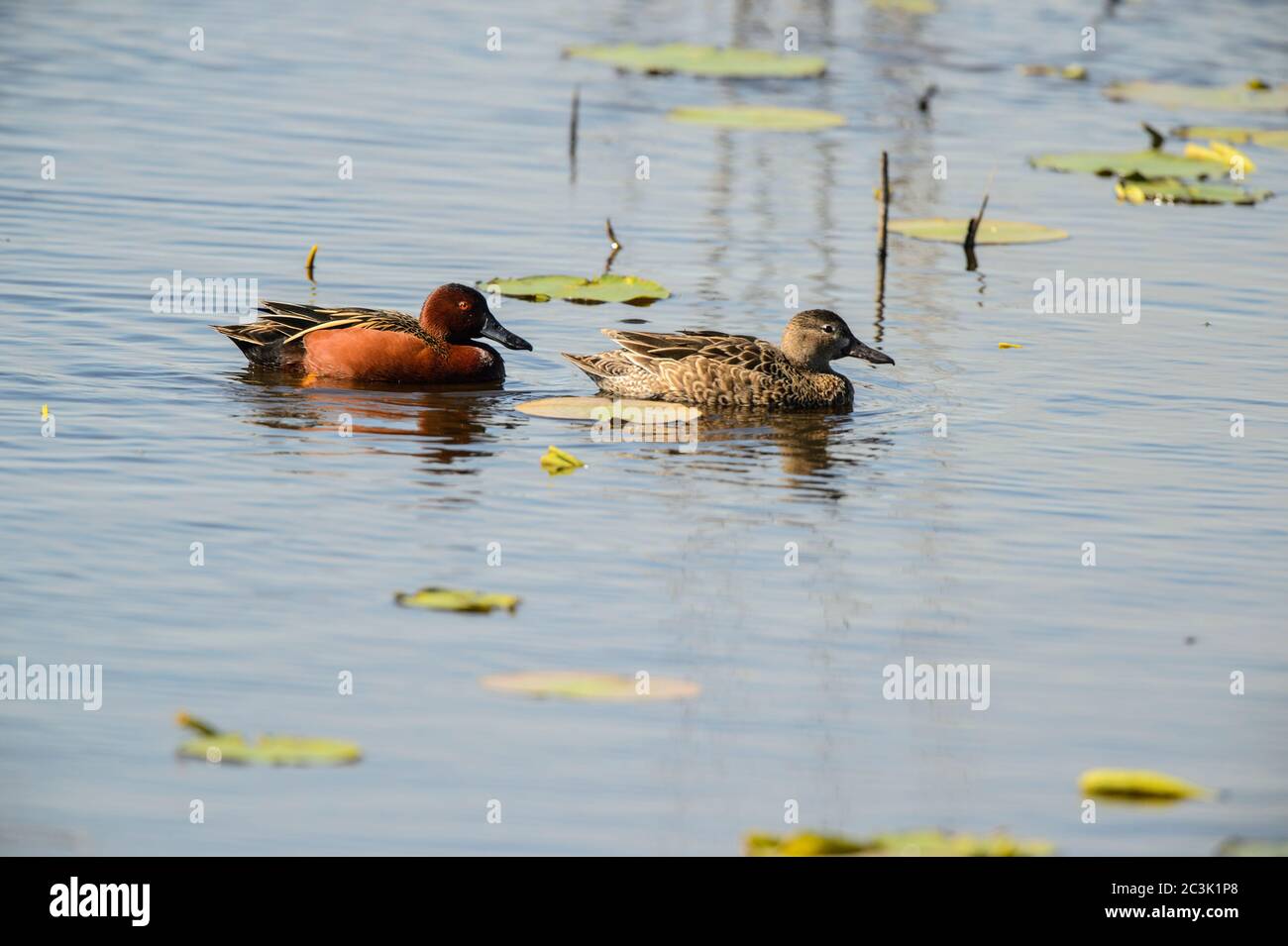 Cinnamon teal (Anas cyanoptera), Anahuac National Wildlife Refuge, Texas, Stati Uniti Foto Stock